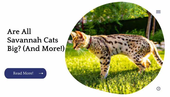 Are All Savannah Cats Big? (And More!)