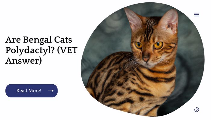 Are Bengal Cats Polydactyl? (VET Answer)