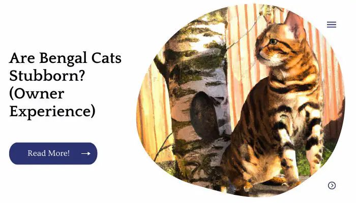Are Bengal Cats Stubborn? (Owner Experience)