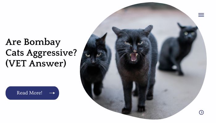 Are Bombay Cats Aggressive? (VET Answer)