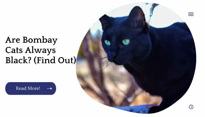 Are Bombay Cats Always Black? (Find Out)