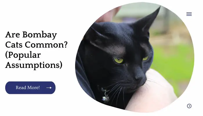 Are Bombay Cats Common? (Popular Assumptions)