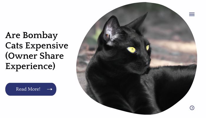 Are Bombay Cats Expensive (Owner Share Experience)