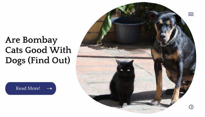 Are Bombay Cats Good With Dogs (Find Out)