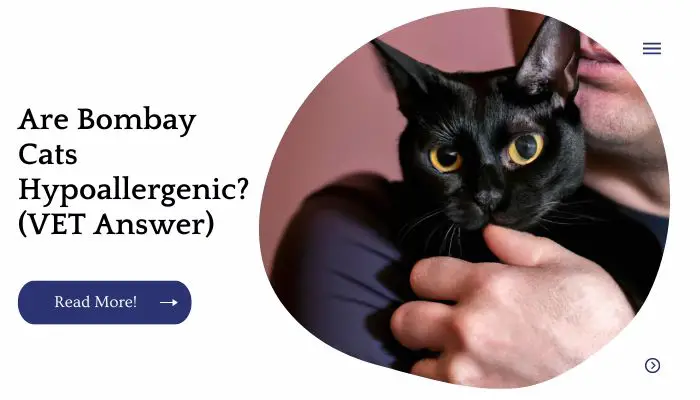 Are Bombay Cats Hypoallergenic? (VET Answer)