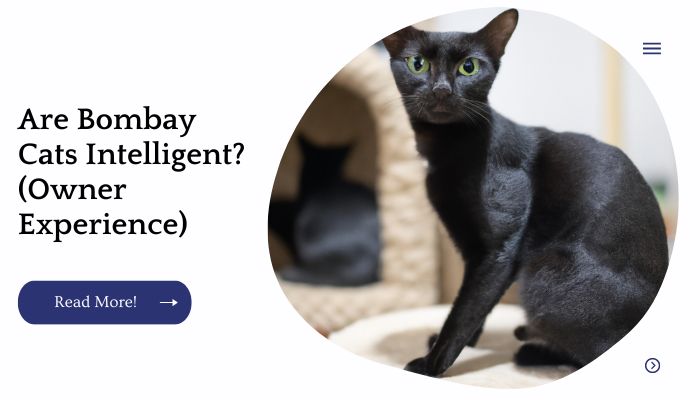 Are Bombay Cats Intelligent? (Owner Experience)