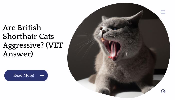 Are British Shorthair Cats Aggressive? (VET Answer)