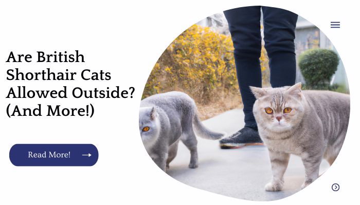 Are British Shorthair Cats Allowed Outside? (And More!)