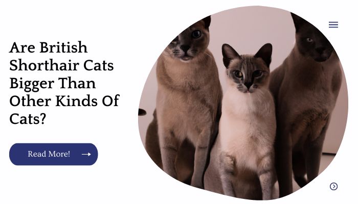 Are British Shorthair Cats Bigger Than Other Kinds Of Cats?