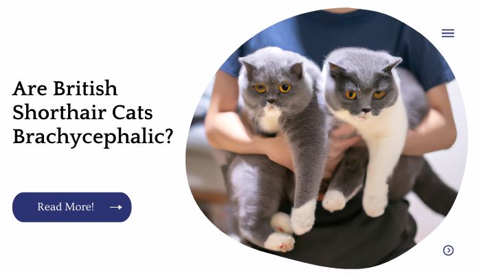 Are British Shorthair Cats Brachycephalic?