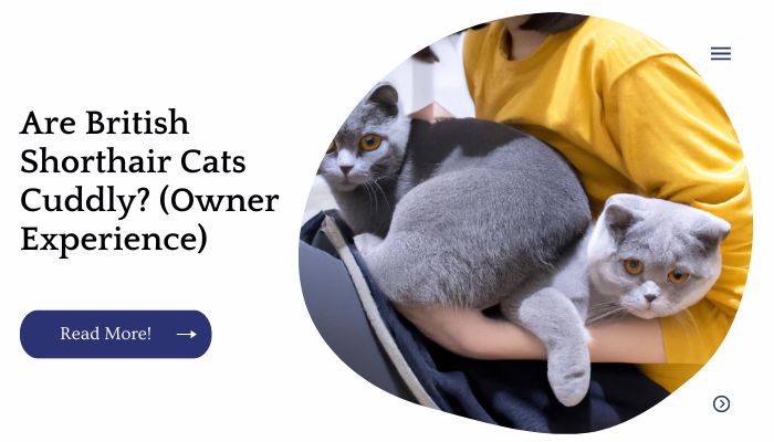 Are British Shorthair Cats Cuddly? (Owner Experience)