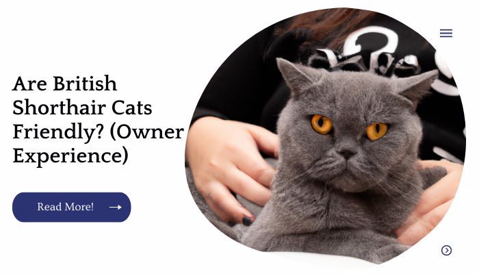 Are British Shorthair Cats Friendly? (Owner Experience)