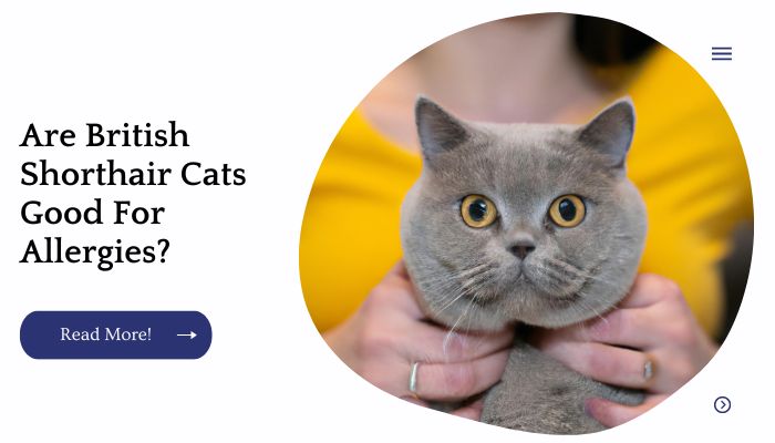 Are British Shorthair Cats Good For Allergies?