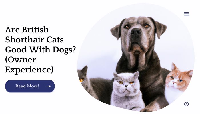 Are British Shorthair Cats Good With Dogs? (Owner Experience)