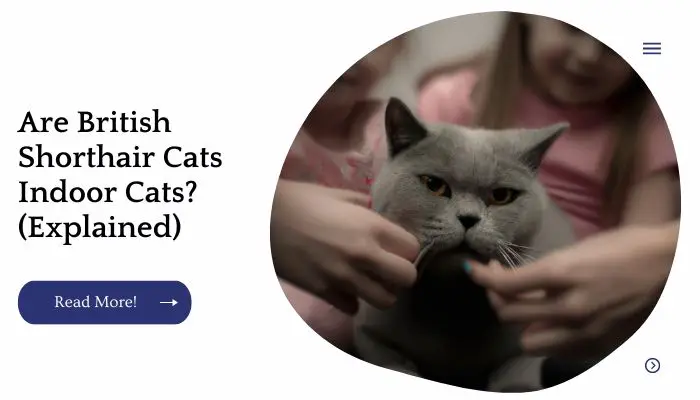 Are British Shorthair Cats Indoor Cats? (Explained)