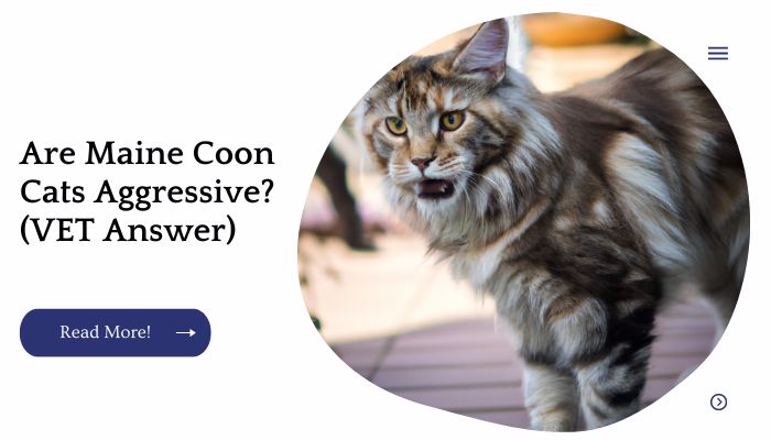 Are Maine Coon Cats Aggressive? (VET Answer)