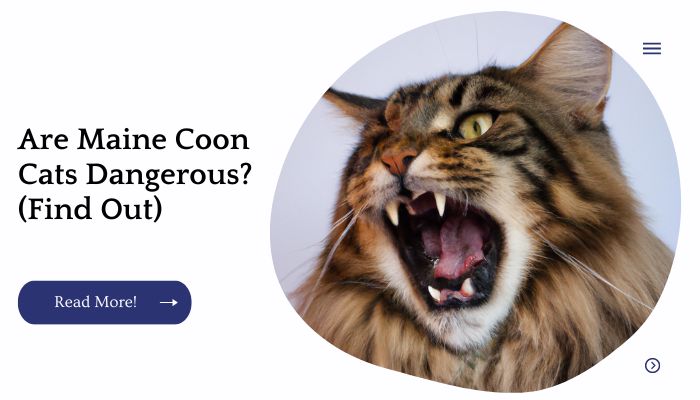Are Maine Coon Cats Dangerous? (Find Out)
