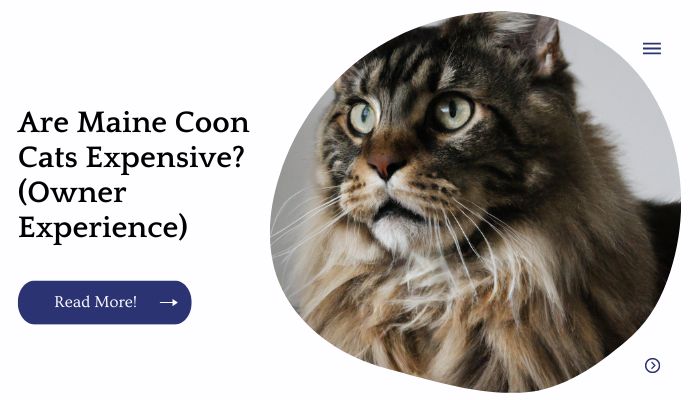 Are Maine Coon Cats Expensive? (Owner Experience)