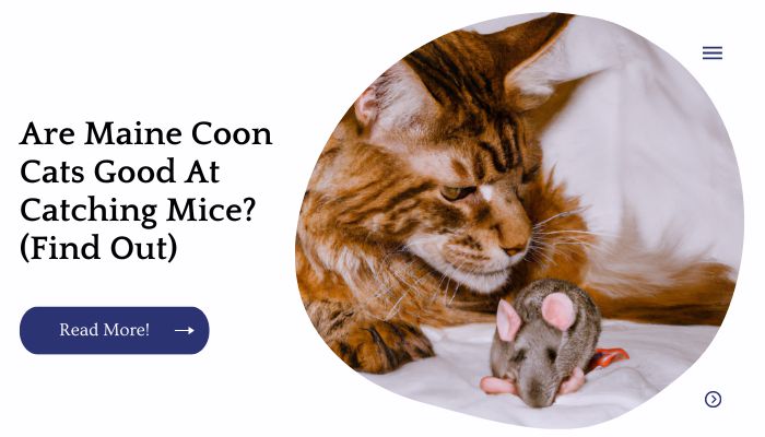 Are Maine Coon Cats Good At Catching Mice? (Find Out)