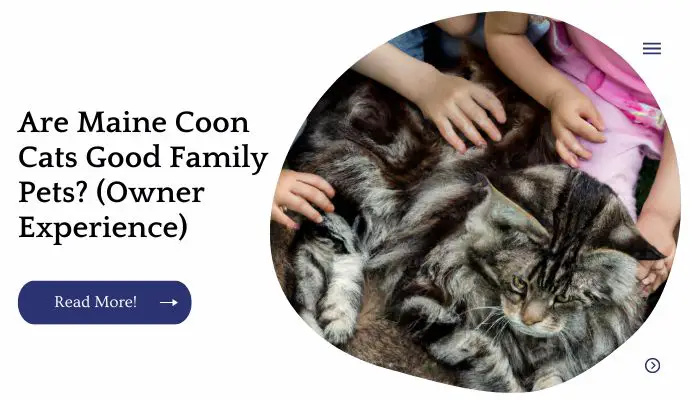 Are Maine Coon Cats Good Family Pets? (Owner Experience)