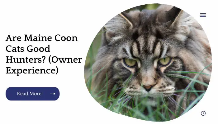Are Maine Coon Cats Good Hunters? (Owner Experience)