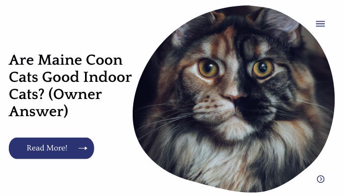 Are Maine Coon Cats Good Indoor Cats? (Owner Answer)
