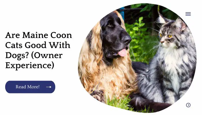 Are Maine Coon Cats Good With Dogs? (Owner Experience)