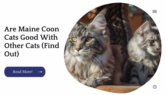 Are Maine Coon Cats Good With Other Cats (Find Out)