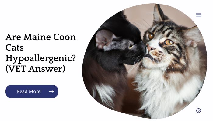 Are Maine Coon Cats Hypoallergenic? (VET Answer)