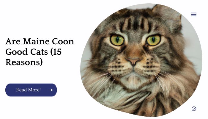 Are Maine Coon Good Cats (15 Reasons)