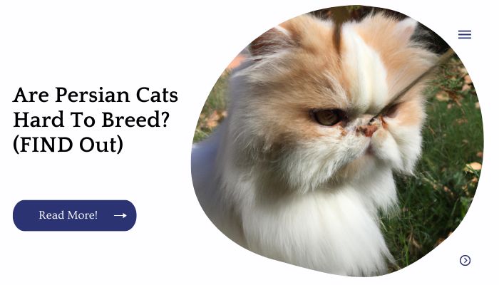 Are Persian Cats Hard To Breed? (FIND Out)