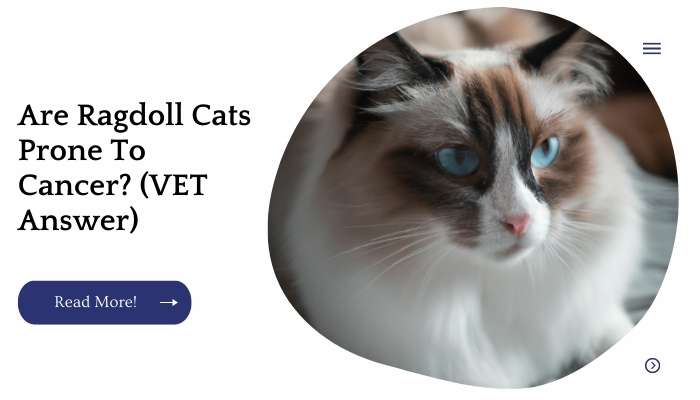 Are Ragdoll Cats Prone To Cancer? (VET Answer)
