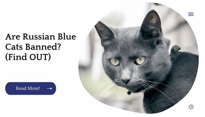 Are Russian Blue Cats Banned? (Find OUT)