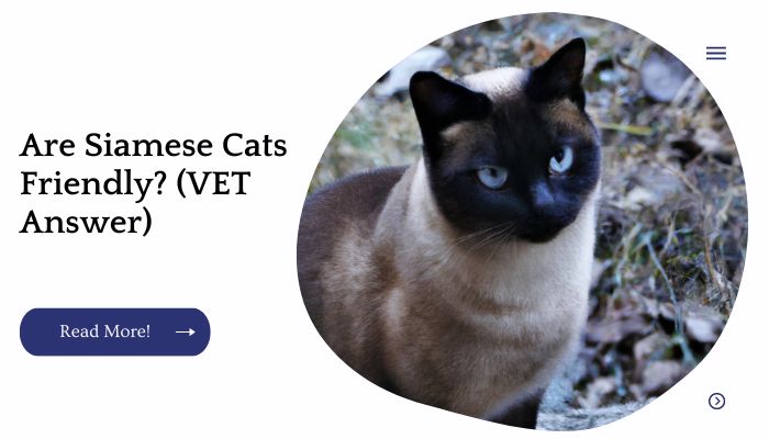 Are Siamese Cat Friendly? (VET Answer)