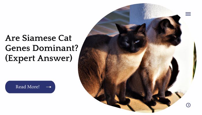 Are Siamese Cat Genes Dominant? (Expert Answer)