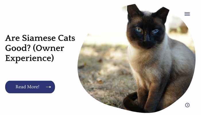 Are Siamese Cat Good? (Owner Experience)