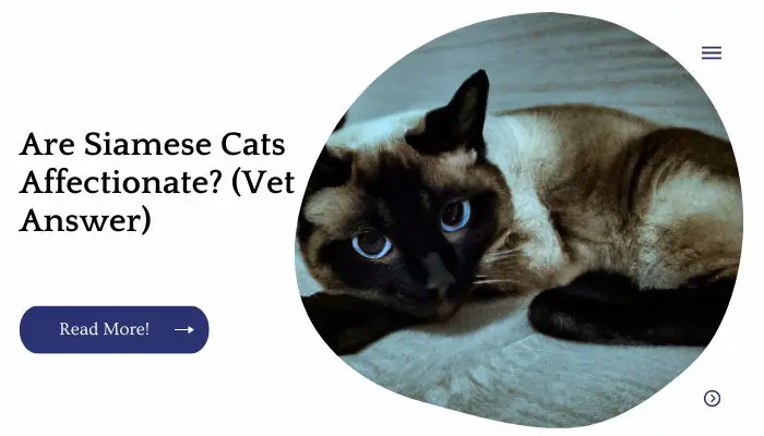 Are Siamese Cats Affectionate? (Vet Answer)