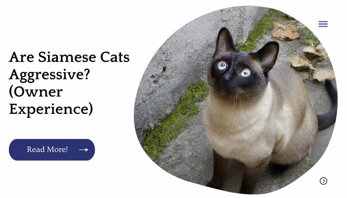 Are Siamese Cats Aggressive? (Owner Experience)