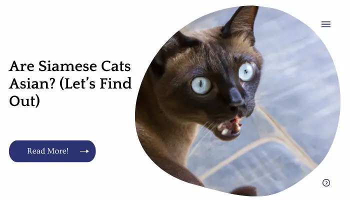 Are Siamese Cats Asian? (Let’s Find Out)