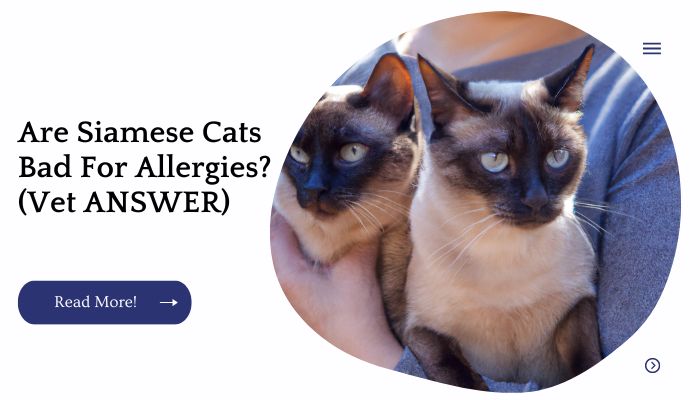 Are Siamese Cats Bad For Allergies? (Vet ANSWER)