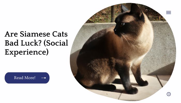 Are Siamese Cats Bad Luck? (Social Experience)