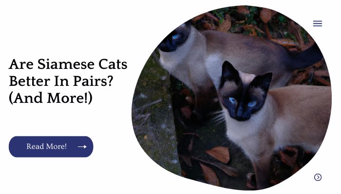 Are Siamese Cats Better In Pairs? (And More!)