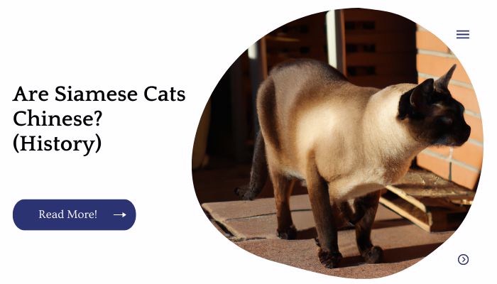 Are Siamese Cats Chinese? (History)