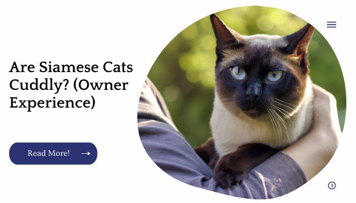 Are Siamese Cats Cuddly? (Owner Experience)