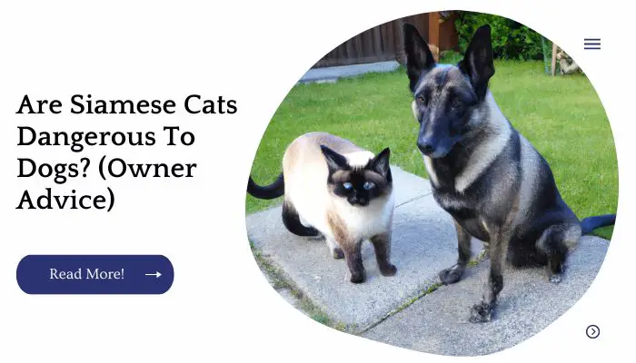 Are Siamese Cats Dangerous To Dogs? (Owner Advice)