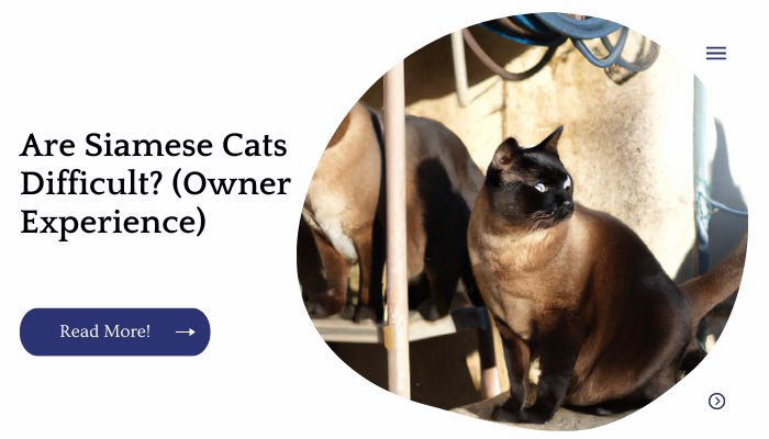 Are Siamese Cats Difficult? (Owner Experience)