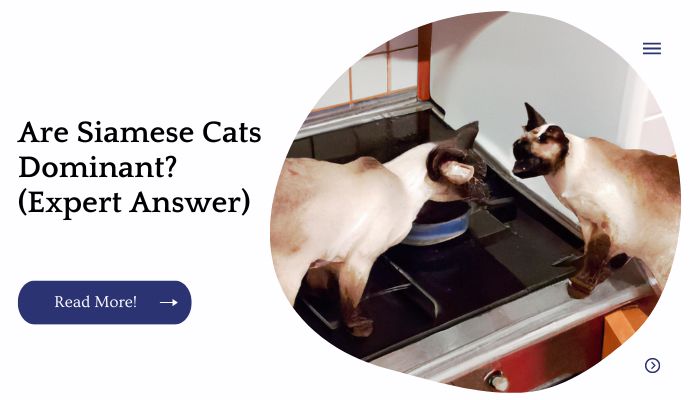 Are Siamese Cats Dominant? (Expert Answer)
