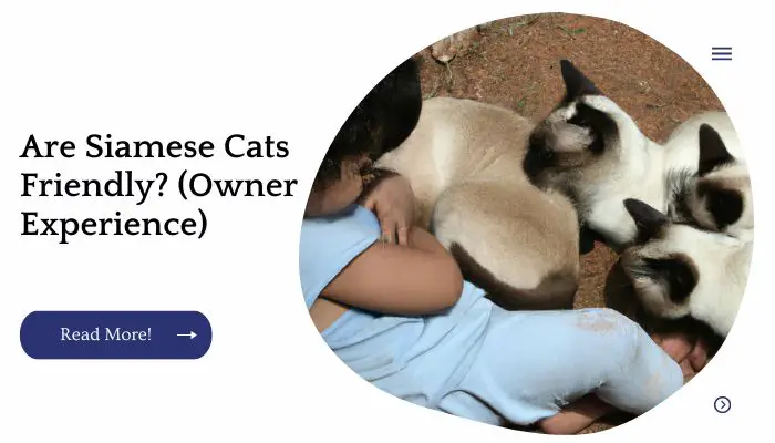 Are Siamese Cats Friendly? (Owner Experience)