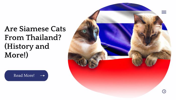Are Siamese Cats From Thailand? (History and More!)