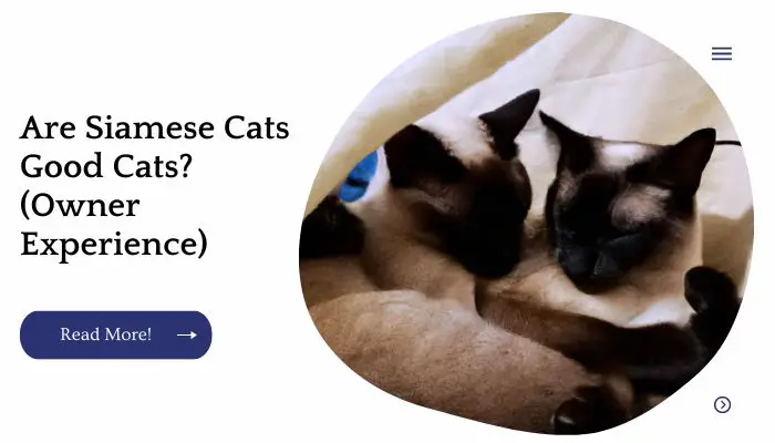 Are Siamese Cats Good Cats? (Owner Experience)